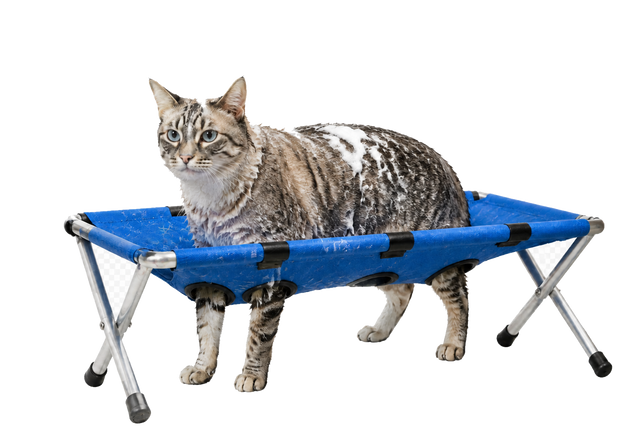 Un gatto insaponato sullo sgabello PetBath