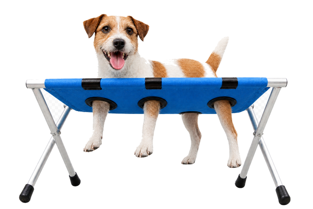 Un cane con le zampe nelle aperture dello sgabello