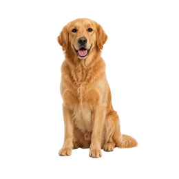 Cane di taglia media