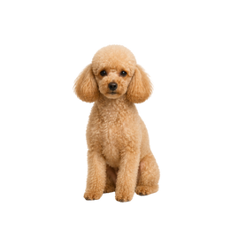 Cane di taglia piccola